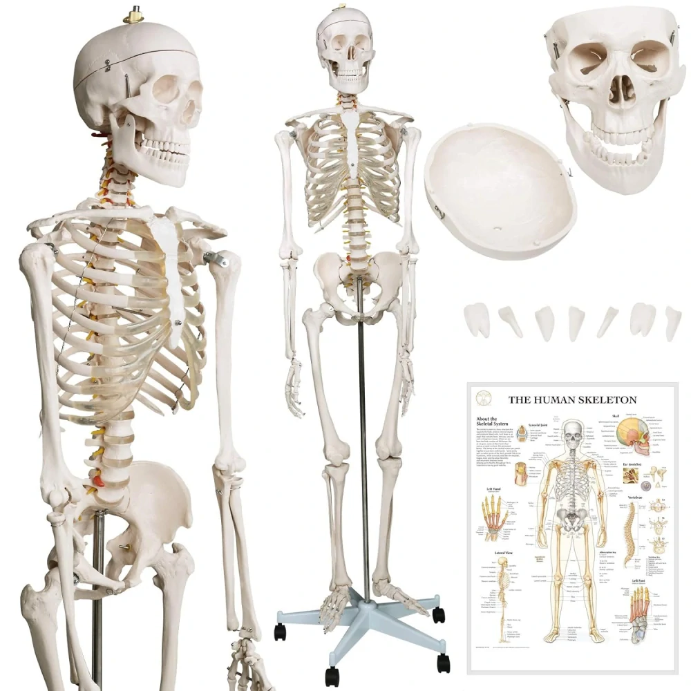 JAGO Anatomitský model ľudskej Kostry človeka, ľudský anatomický model 181,5cm na stojane